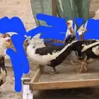 بط مصري بياض شرط