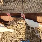 دجاج رومي بشاير