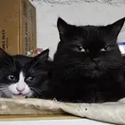 قطط للتبني الام مع اطفالها