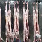 تيوس لباني تيس