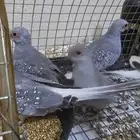 قمري هولندي