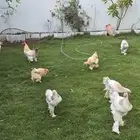 دجاج أمريكي للتواصل