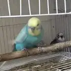 عرض خاص طيور بادجي كروان روز كلها منتجه شرط