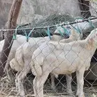 فران تربية