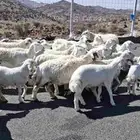 غنم حريات خلفات