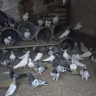 حمام باكستاني اقبل البدل