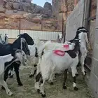 للبيع تيوس وجفار