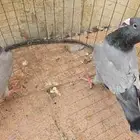 حمام هومر بارلوس جوز