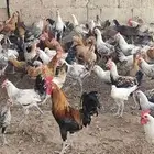 دجاج فيومي - وبلدي
