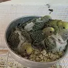 فروخ بادجي طيور حب تقبل الغر عمر 25 يوم