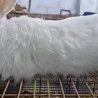 ارانب فرنسي