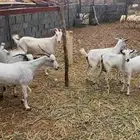 غنم طيبه