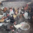 دجاج بلدي وفيومي للبيع عمر 5شهور