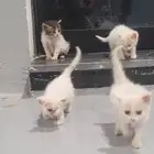 اربع قطط شيرازي للتبني عمر شهر واسبوع متعودين على اللتر بوكس