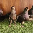 حمام صربي