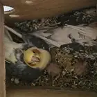 جوز كروان ( تم البيع )