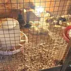 صيصان للبيع