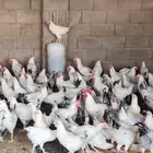 دجاج فرنسي كولمبي