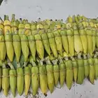 فل الرياض  لبيع الفل والخطور والعزاني والكاذي