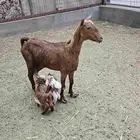 معزتين جنوبيه تحتهم 5