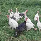 دجاج رومي للبيع