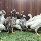 دجاج كوشاما قزم