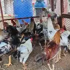 21 ديك