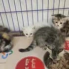 قطط صغار للتبني