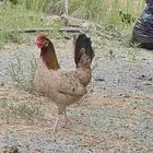 ديك ودجاج عربي ماكنتوش