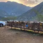 نحل بلديه حنش 90 عود للبيع الموقع رجال المع نحل طيبه