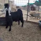 تيوس عوارض مشاريع فحول