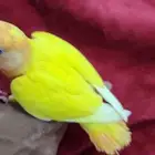 روز هدد اليف