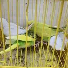 4فروخ بادجي اثنين البينو واثنين اخضر