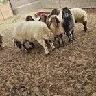 للبيع غنم نعيم العدد 16 بالفحل