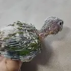 فرخ كنيور اليف