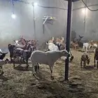 معزا جنوبيات ومشاريك