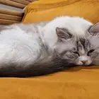 قطه شيرازي للتبني