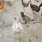 دجاج فيومي وبلدي للبيع