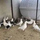 حمام بلجيكي ومشكل