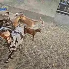 معزا مشاريك بعمانيات كفو