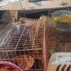اقفاص عصافير و بغبغاء و دجاج وقطط و وهمستر وتوابعها