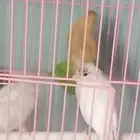 اناث كناري