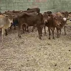 حسلان محايليه بلدي