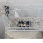 مكة المكرمه