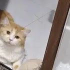 متاح قط ذكر للتزاوج مجانا