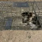 مصيده قطط تماتيك مطوره