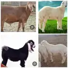 طليان ممتازة وتربية وسعر طيب