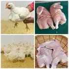 دجاج وسمان طازج ويذبح امامك