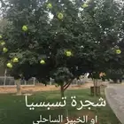 اشجار الخبيز الساحلي شجرة حصة