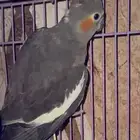 انثى كروان مفقوده